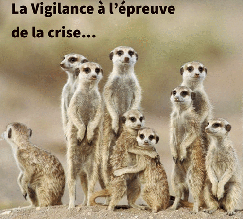 Image de suricates aux aguets avec pour titre 